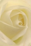 Step into the intimate embrace of a cream-white rose, as if you're nestled within its petals on a peaceful morning in Plumstead. Each petal spirals inward, delicate as the mist that sometimes glides over Thamesmead. Soft, natural light lends a dew-kissed shimmer and layers of gentle shadow, casting a soothing, almost sacred ambiance. The image evokes feelings of tranquility and belonging-the kind shared in Plumstead's cherished community moments. As a local florist, I see this bloom as a true symbol of reverence and grace, just right for expressing admiration, sympathy, or the excitement of new beginnings. Its subtle, sweet fragrance whispers of fresh starts and warm remembrances. With each flawless layer and the thoughtful composition behind them, the rose captures not just its natural elegance, but also the passion and care with which Plumstead Florist creates every meaningful tribute for loved ones and neighbors alike.